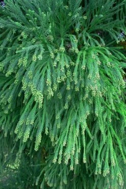 Radicans Cryptomeria (Japanese Cedar) - 3 Gallon Pot -Garden Plants Shop Cryptomeria Radicans Foliage 500x750 1