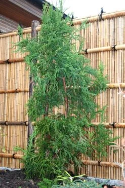 Rasen Sugi Cryptomeria Japanese Cedar - 1 Gallon Pot -Garden Plants Shop Cryptomeria Rasen Sugi 1