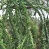 Rasen Sugi Cryptomeria Japanese Cedar - 1 Gallon Pot -Garden Plants Shop Cryptomeria Rasen Sugi 2