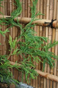Rasen Sugi Cryptomeria Japanese Cedar - 1 Gallon Pot -Garden Plants Shop Cryptomeria Rasen Sugi 4