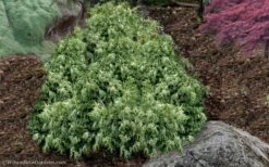 Marie's White Dwarf Hinoki Cypress - Chamaecyparis Obtusa 'Mariesii - 1 Gallon Pot -Garden Plants Shop Cypress Hinoki Mariessii 11