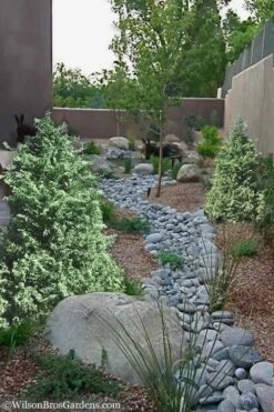 Marie's White Dwarf Hinoki Cypress - Chamaecyparis Obtusa 'Mariesii - 1 Gallon Pot -Garden Plants Shop Cypress Hinoki Mariessii 12