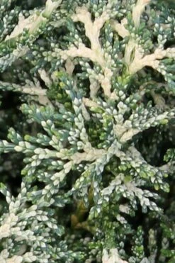 Marie's White Dwarf Hinoki Cypress - Chamaecyparis Obtusa 'Mariesii - 1 Gallon Pot -Garden Plants Shop Cypress Hinoki Mariessii 5