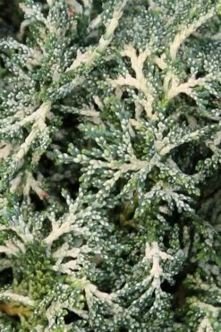 Marie's White Dwarf Hinoki Cypress - Chamaecyparis Obtusa 'Mariesii - 1 Gallon Pot -Garden Plants Shop Cypress Hinoki Mariessii 6