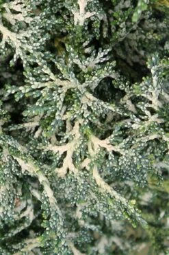 Marie's White Dwarf Hinoki Cypress - Chamaecyparis Obtusa 'Mariesii - 1 Gallon Pot -Garden Plants Shop Cypress Hinoki Mariessii 7