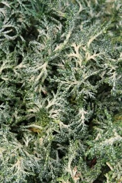 Marie's White Dwarf Hinoki Cypress - Chamaecyparis Obtusa 'Mariesii - 1 Gallon Pot -Garden Plants Shop Cypress Hinoki Mariessii 8