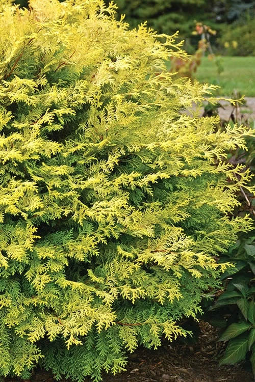 Elmwood Gold Globe Hinoki Cypress - 1 Gallon Pot 6 Elmwood Gold Globe Hinoki Cypress - 1 Gallon Pot - Image 4