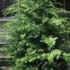 Southern Lace Hinoki Cypress - 7 Gallon Pot (4-5') 1 Southern Lace Hinoki Cypress - 7 Gallon Pot (4-5') -Garden Plants Shop Cypress Hinoki Southern Lace 12