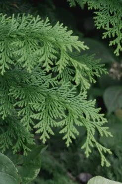 Southern Lace Hinoki Cypress - 6 Pack Of 1 Gallon Pots -Garden Plants Shop Cypress Hinoki Southern Lace 13 1