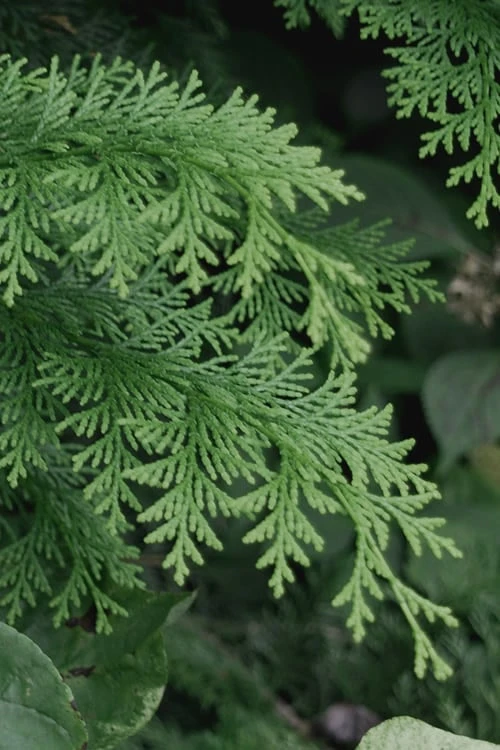 Southern Lace Hinoki Cypress - 7 Gallon Pot (4-5') 6 Southern Lace Hinoki Cypress - 7 Gallon Pot (4-5') - Image 4