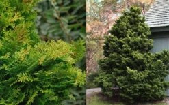 Tempelhof Hinoki Cypress - 1 Gallon Pot -Garden Plants Shop Cypress Hinoki Tempelhof