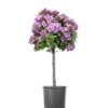 Lawrence Crocker Dwarf Daphne Tree (Standard Topiary) - 1 Gallon Pot -Garden Plants Shop Daphne Lawrence Crocker Topiary Standard 1