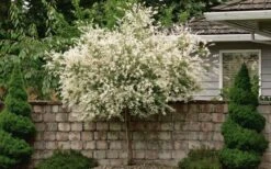 Variegated Dappled Willow Tree - Salix Integra 'Hakuro Nishiki' - 1 Gallon Pot - Tree Form -Garden Plants Shop Dappled Willow Tree 1