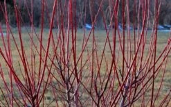 Variegated Dappled Willow Tree - Salix Integra 'Hakuro Nishiki' - 1 Gallon Pot - Tree Form -Garden Plants Shop Dappled Willow Tree Stems