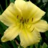 Big Time Happy Daylily - 1 Gallon Pot -Garden Plants Shop Daylily Big Time Happy 1