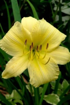 Big Time Happy Daylily - 1 Gallon Pot