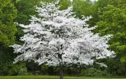 Cherokee Princess White Dogwood - 7 Gallon Pot (4-5') -Garden Plants Shop Dogwood Cherokee Princess 50