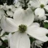 Cherokee Princess White Dogwood - 7 Gallon Pot (4-5') -Garden Plants Shop Dogwood Cherokee Princess 500x750 1