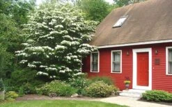 White Kousa Chinese Dogwood - Cornus Kousa - 2 Gallon Pot -Garden Plants Shop Dogwood Chinese White 1