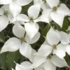 White Kousa Chinese Dogwood - Cornus Kousa - 2 Gallon Pot 1 White Kousa Chinese Dogwood - Cornus Kousa - 2 Gallon Pot -Garden Plants Shop Dogwood Chinese White 16