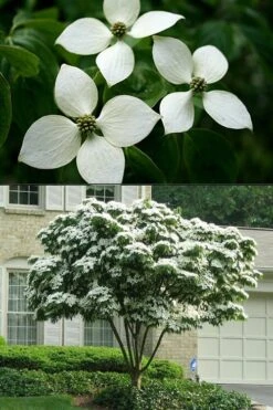 White Kousa Chinese Dogwood - Cornus Kousa - 2 Gallon Pot -Garden Plants Shop Dogwood Chinese White 2 500x750 1