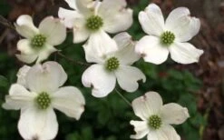Cherokee Princess White Dogwood - 7 Gallon Pot (4-5') -Garden Plants Shop Dogwood Chrokee Princess Flowers