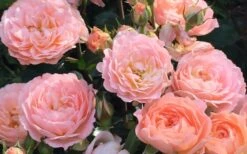 Apricot Drift Dwarf Rose - 3 Gallon Pot -Garden Plants Shop Drift Rose Apricot 2