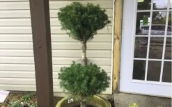 Poodle Tier Dwarf Alberta Spruce Topiary - 2 Gallon Pot -Garden Plants Shop Dwarf Alberta Spruce Poodle Tier