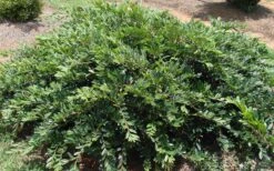 Vintage Jade Evergreen Witch Hazel (Distylium) - 3 Gallon Pot -Garden Plants Shop Dystilium Vintage Jade