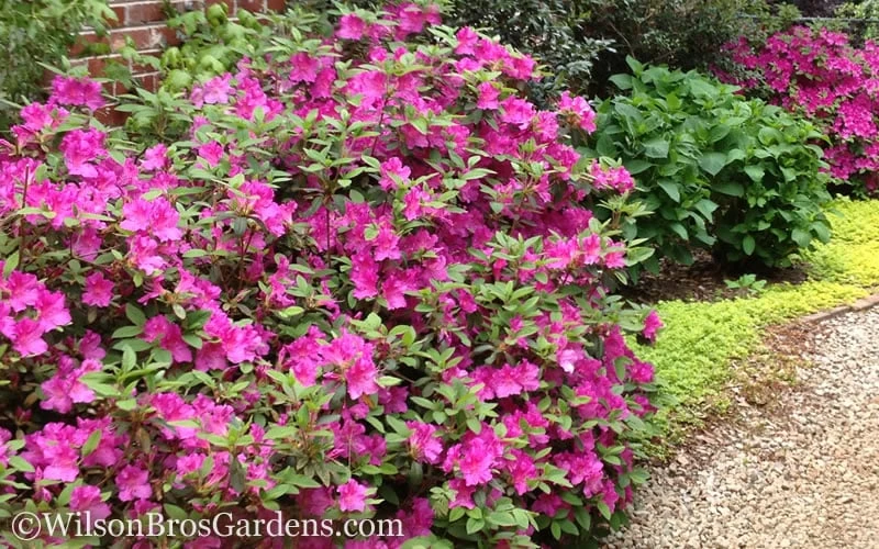 Autumn Amethyst Encore Azalea - 1 Gallon Pot 6 Autumn Amethyst Encore Azalea - 1 Gallon Pot - Image 4