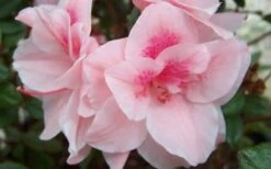Autumn Belle Encore Azalea - 6 Pack Of 1 Gallon Pots -Garden Plants Shop Encore Azalea Autumn Belle