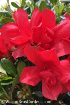 Autumn Bonfire Encore Azalea - 3 Gallon Pot