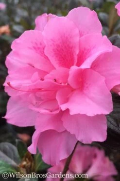 Autumn Carnation Encore Azalea - 3 Gallon Pot