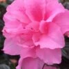 Autumn Carnation Encore Azalea - 2 Gallon Pot -Garden Plants Shop Encore Azalea Autumn Carnation 3 500x750 2