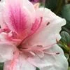 Autumn Chiffon Encore Azalea - 2 Gallon Pot -Garden Plants Shop Encore Azalea Autumn Chiffon 2 500x750 1