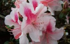 Autumn Chiffon Encore Azalea - 2 Gallon Pot -Garden Plants Shop Encore Azalea Autumn Chiffon