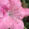 Autumn Debutante Encore Azalea - 3 Gallon Pot -Garden Plants Shop Encore Azalea Autumn Debutante 500x750 1
