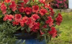 Autumn Embers Encore Azalea - 1 Gallon Pot -Garden Plants Shop Encore Azalea Autumn Embers 3 50