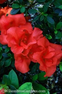 Autumn Embers Encore Azalea - 1 Gallon Pot -Garden Plants Shop Encore Azalea Autumn Embers 500x750 1