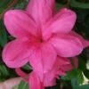 Autumn Empress Encore Azalea - 1 Gallon Pot -Garden Plants Shop Encore Azalea Autumn Empress 500x750 1
