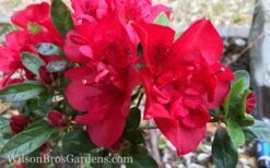 Autumn Fire Encore Azalea - 3 Gallon Pot -Garden Plants Shop Encore Azalea Autumn Fire 10