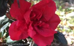 Autumn Fire Encore Azalea - 3 Gallon Pot -Garden Plants Shop Encore Azalea Autumn Fire WB