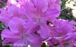 Autumn Lilac Encore Azalea - 3 Gallon Pot -Garden Plants Shop Encore Azalea Autumn Lilac 7