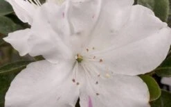 Autumn Lily Encore Azalea - 2 Gallon Pot -Garden Plants Shop Encore Azalea Autumn Lily 4 50