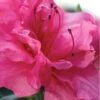 Autumn Rouge Encore Azalea - 6 Pack Of 1 Gallon Pots -Garden Plants Shop Encore Azalea Autumn Rouge 1 500x750 2