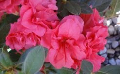 Autumn Rouge Encore Azalea - 6 Pack Of 1 Gallon Pots -Garden Plants Shop Encore Azalea Autumn Rouge 5 1