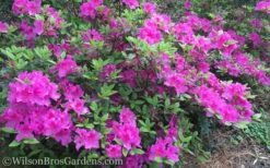 Autumn Royalty Encore Azalea - 6 Pack Of 1 Gallon Pots -Garden Plants Shop Encore Azalea Autumn Royalty 50 2