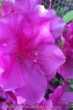 Autumn Royalty Encore Azalea - 3 Gallon Pot