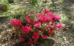 Autumn Ruby Encore Azalea - 6 Pack Of 1 Gallon Pots -Garden Plants Shop Encore Azalea Autumn Ruby 5