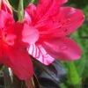 Autumn Ruby Encore Azalea - 6 Pack Of 1 Gallon Pots -Garden Plants Shop Encore Azalea Autumn Ruby 500x750 1